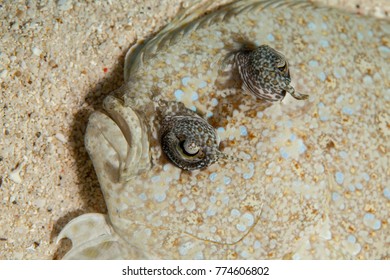 Flatfish Is A Member Of The Order Pleuronectiformes Of Ray-finned Demersal Fishes