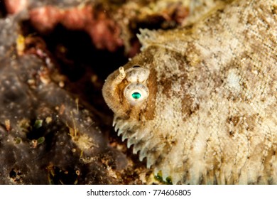 Flatfish Is A Member Of The Order Pleuronectiformes Of Ray-finned Demersal Fishes