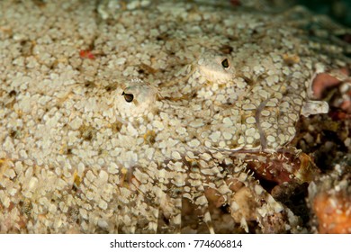 Flatfish Is A Member Of The Order Pleuronectiformes Of Ray-finned Demersal Fishes