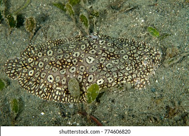 Flatfish Is A Member Of The Order Pleuronectiformes Of Ray-finned Demersal Fishes