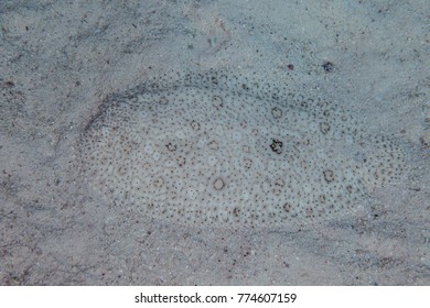 Flatfish Is A Member Of The Order Pleuronectiformes Of Ray-finned Demersal Fishes