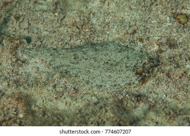 Flatfish Is A Member Of The Order Pleuronectiformes Of Ray-finned Demersal Fishes