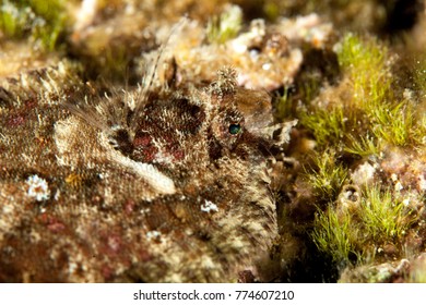 Flatfish Is A Member Of The Order Pleuronectiformes Of Ray-finned Demersal Fishes