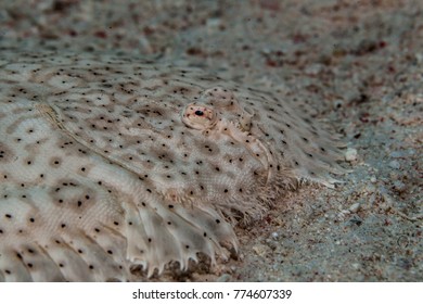 Flatfish Is A Member Of The Order Pleuronectiformes Of Ray-finned Demersal Fishes