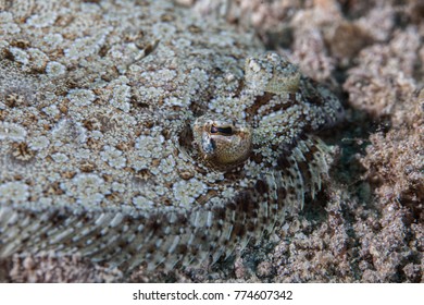 Flatfish Is A Member Of The Order Pleuronectiformes Of Ray-finned Demersal Fishes