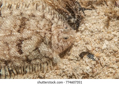 Flatfish Is A Member Of The Order Pleuronectiformes Of Ray-finned Demersal Fishes