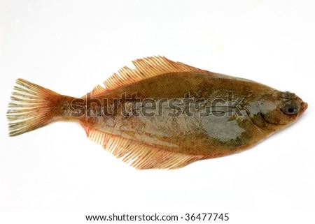 flatfish(meitagarei)