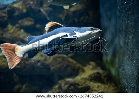 Flathead catfish in an aquarium. Flathead catfish is the only representative of the genus Phractocephalus. Beautiful large catfish. 