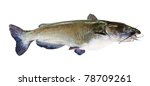 Flathead catfish, isolated on white background