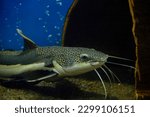 Flathead catfish lies sand at bottom aquarium with blue background