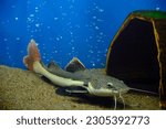 Flathead catfish lies sand at bottom aquarium with blue background