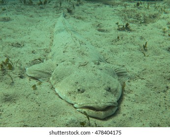 Flathead fish