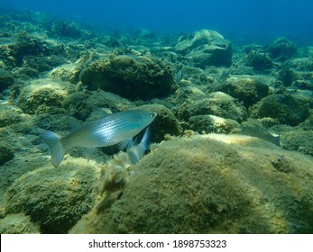 Flathead grey mullet, flathead mullet, striped mullet (Mugil cephalus) undersea, Aegean Sea, Greece, Halkidiki
