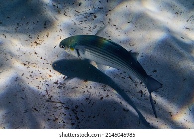 Flathead grey mullet, flathead mullet, striped mullet (Mugil cephalus) undersea