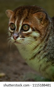 Flat-headed Cat (Prionailurus Planiceps)