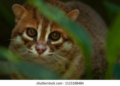 Flat-headed Cat (Prionailurus Planiceps)