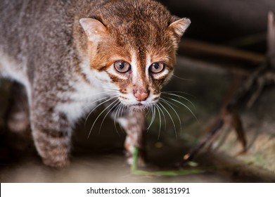 Flat-headed Cat(Prionailurus Planiceps)