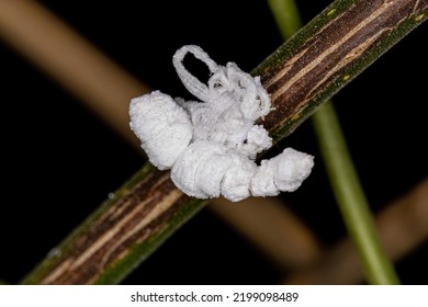 Flatid Insect Nymph Of The Family Flatidae