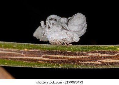 Flatid Insect Nymph Of The Family Flatidae