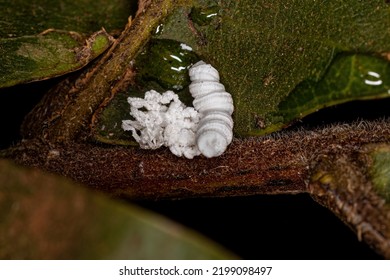 Flatid Insect Nymph Of The Family Flatidae