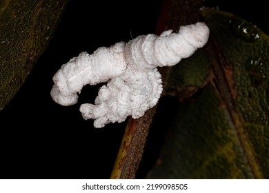 Flatid Insect Nymph Of The Family Flatidae