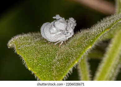 Flatid Insect Nymph Of The Family Flatidae