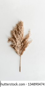 Flatlay of pampas grass on white surface.