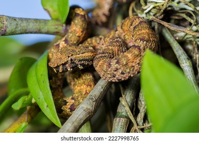 Flat-nosed pitviper snake Trimeresurus puniceus on tree branch - Powered by Shutterstock