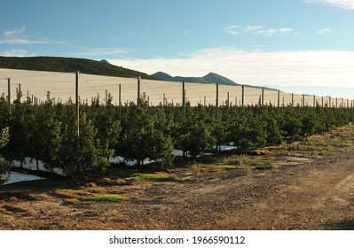 A flat-roofed net covering an apple orchard in the Langkloof as protection against hail