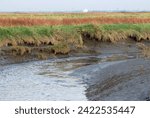 the flats and marshes work as a filter for the water quality of the schelde