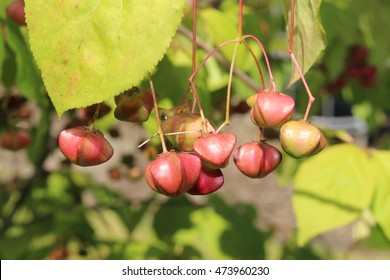 Japanese Spindle Tree High Res Stock Images Shutterstock