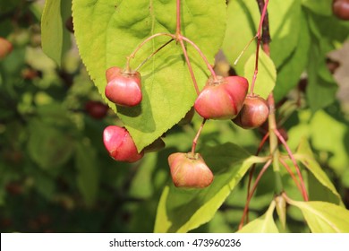 Japanese Spindle Tree High Res Stock Images Shutterstock