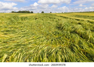 Flattened Green Barley Crops In A Field Damaged By Heavy Rain And Strong Wind. UK.  July 2021.