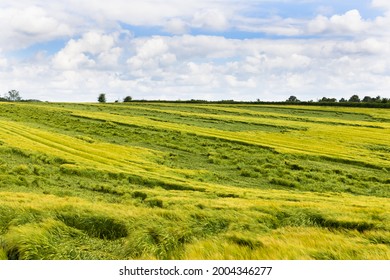 Flattened Green Barley Crops In A Field Damaged By Heavy Rain And Strong Wind. UK. July 2021.