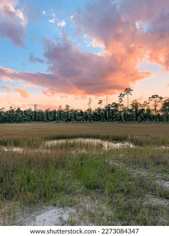 Flatwood forest in Jupiter, Florida at sunset on the trail
