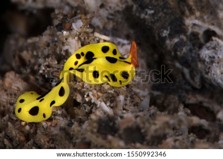 Flatworm Eurylepta sp. Underwater macro photography from Lembeh Strait, Indonesia