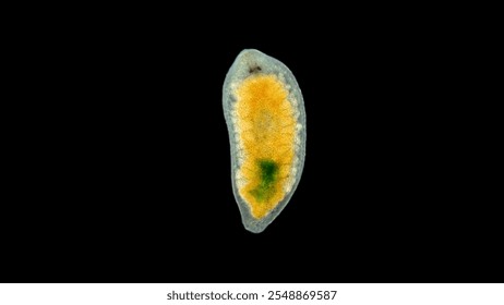Flatworm from order Proseriata under a microscope. Phylum Platyhelminthes. Help in determining Timoshkin O.A Lake Baikal
