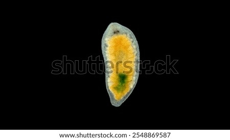 Flatworm from order Proseriata under a microscope. Phylum Platyhelminthes. Help in determining Timoshkin O.A Lake Baikal