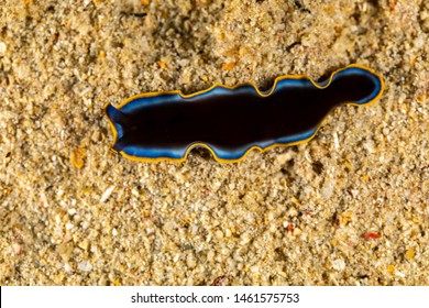 The Flatworms, Flat Worms, Platyhelminthes, Plathelminthes, Or Platyhelminths Are A Phylum Of Relatively Simple Bilaterian, Unsegmented, Soft-bodied Invertebrates