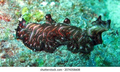 The Flatworms, Flat Worms, Platyhelminthes, Or Platyhelminths Are A Phylum Of Relatively Simple Bilaterian, Unsegmented, Soft-bodied Invertebrates