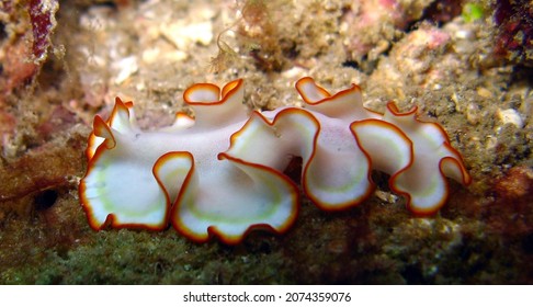 The Flatworms, Flat Worms, Platyhelminthes, Or Platyhelminths Are A Phylum Of Relatively Simple Bilaterian, Unsegmented, Soft-bodied Invertebrates