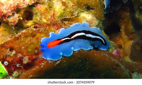 The Flatworms, Flat Worms, Platyhelminthes, Or Platyhelminths Are A Phylum Of Relatively Simple Bilaterian, Unsegmented, Soft-bodied Invertebrates