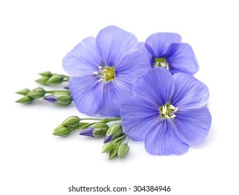 Flax Blue Flowers Close Up On White.