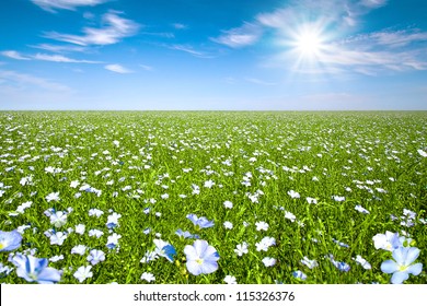 Flax Field With Blue Sky