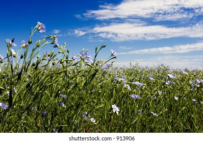 Flax Field And Blue Sky