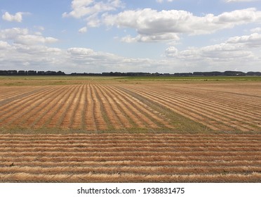 a flax field with plants drying in rows at the field in the dutch countryside in summer and a sky with clouds