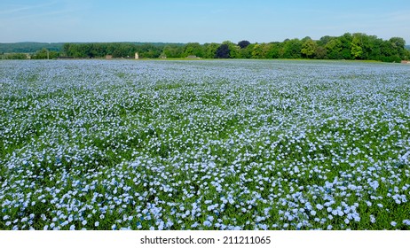 Flax Flower Field