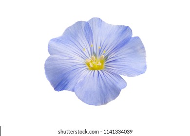 Flax Flower Isolated On White Background Stock Photo 1141334039 ...