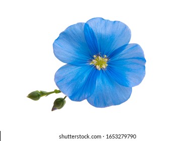 Flax Flower Isolated On White Background