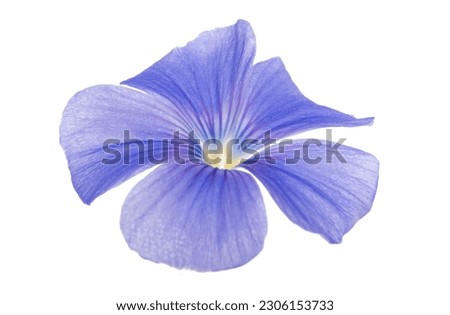 Flax flower isolated on white background